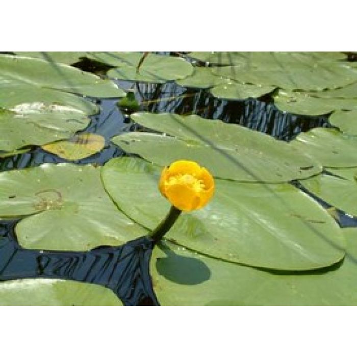 Nuphar Lutea