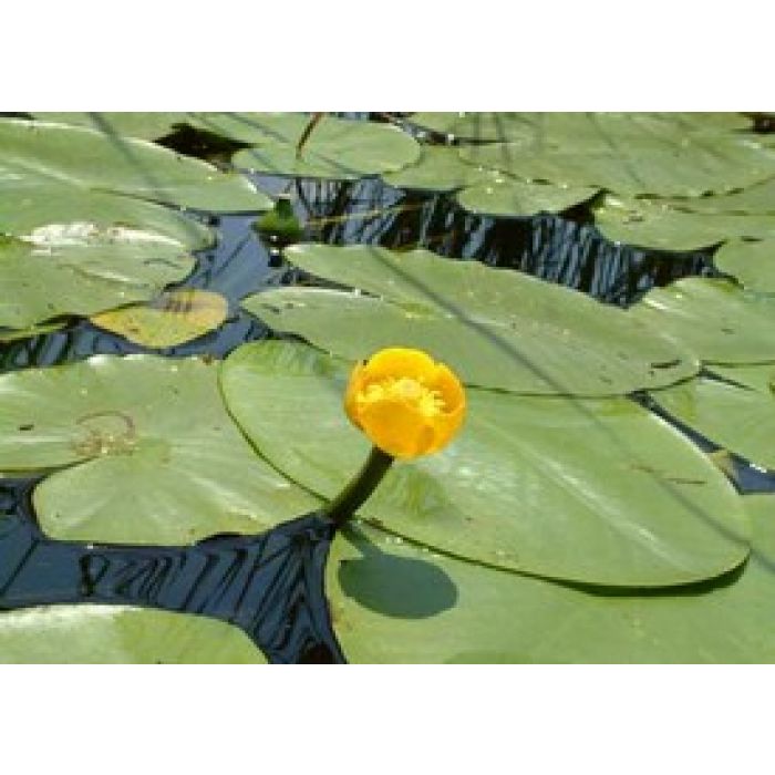 Nuphar Lutea