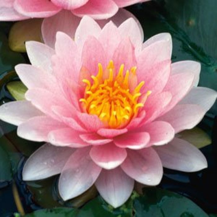 Nymphaea "Hollandia"