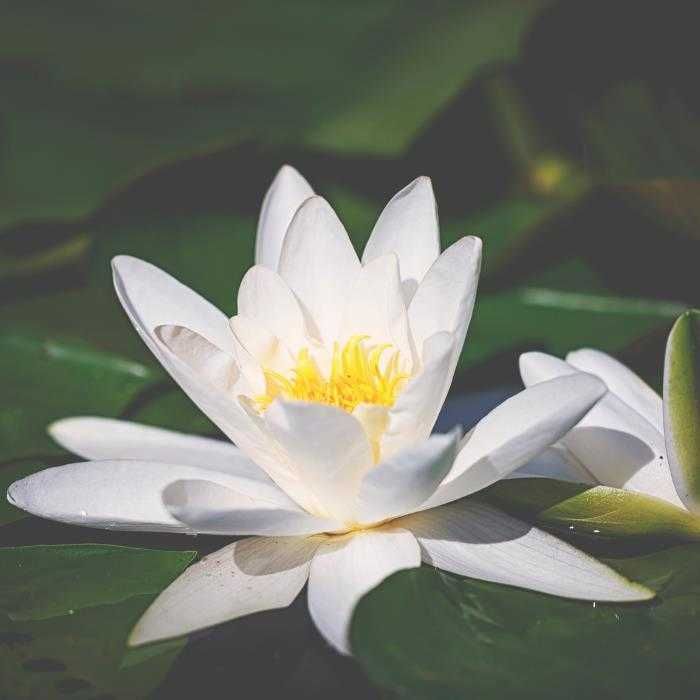 Nymphaea 'Pygmaea Alba'