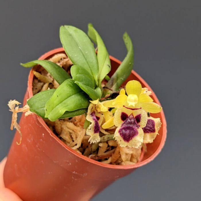 Haraella odorata – Mini Orchidea profumata per terrari