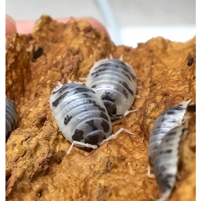 Porcellio laevis Dalmatian - Colonia starter