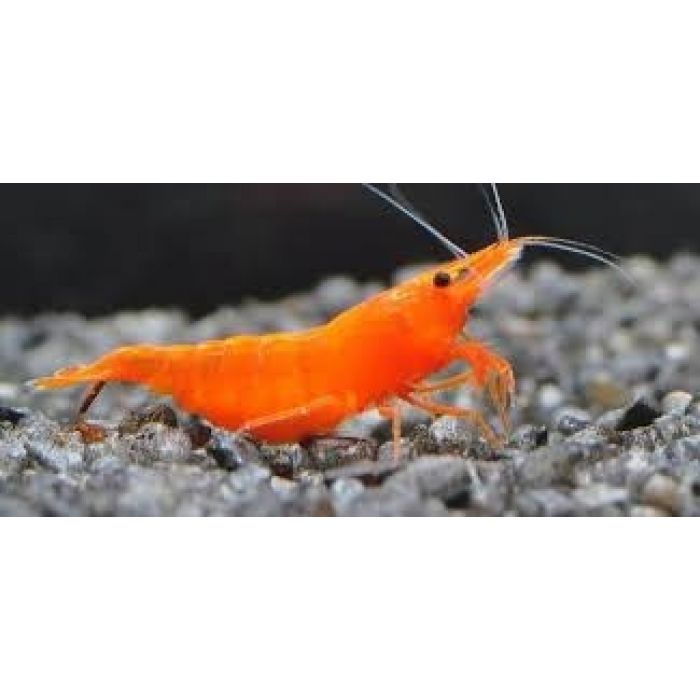 Neocaridina Davidi Orange Sakura - 4 esemplari