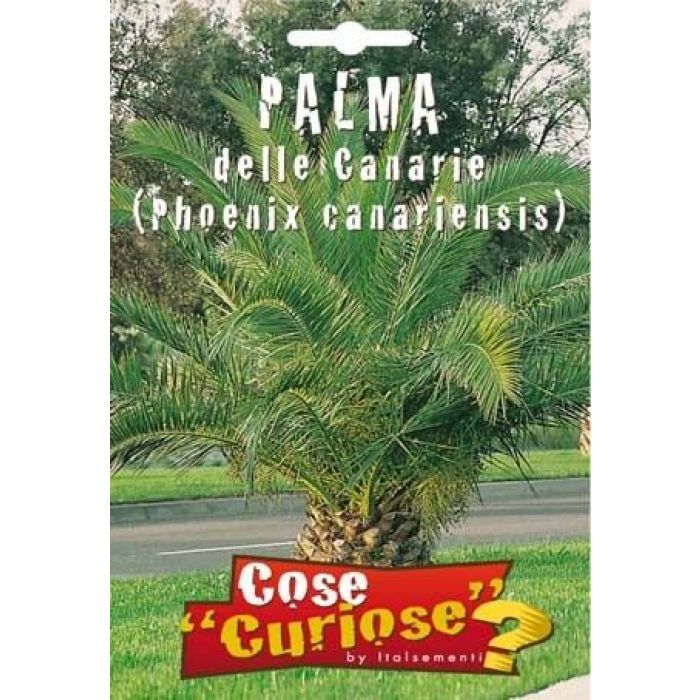 Semi Palma Delle Canarie (phoenix Canariensis)