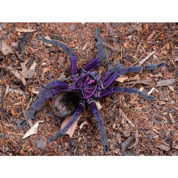 Pamphobeteus sp machala