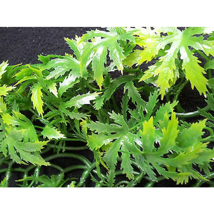 Komodo Papaya Leaf Vine 35cm