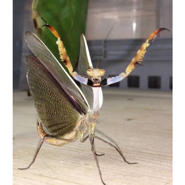 Parasphendale sp. "Giant" - Mantide ali di Gemma