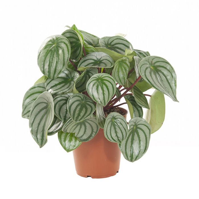 Peperomia argyreia