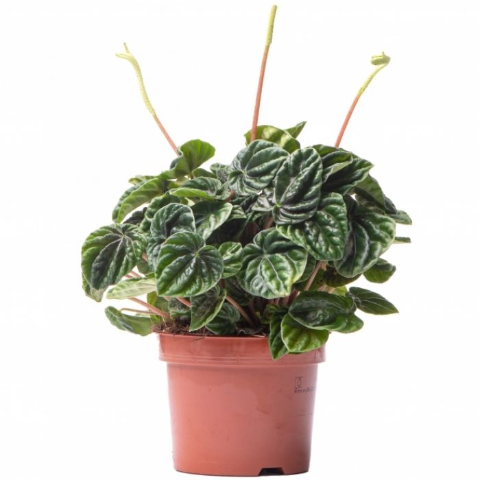 Peperomia caperata "Lilian"