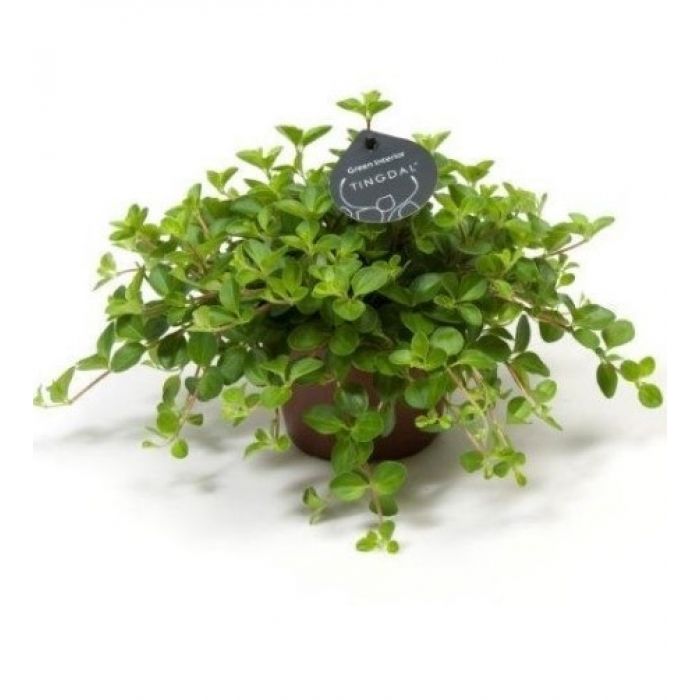 Peperomia rotundifolia