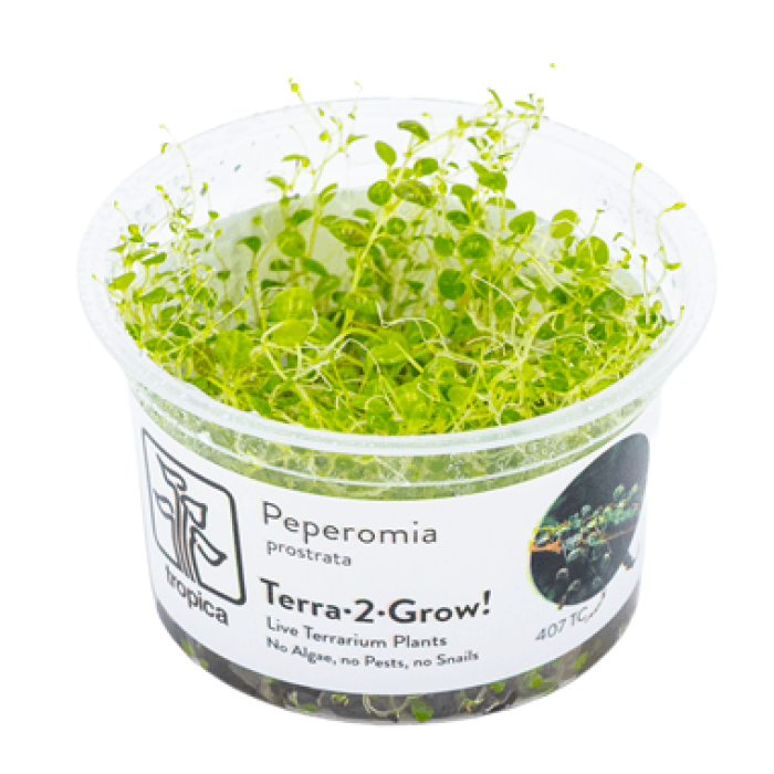 Peperomia prostrata in vitro - Tropica Terra-2-Grow!