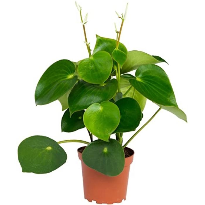 Peperomia polybotrya “Raindrop”