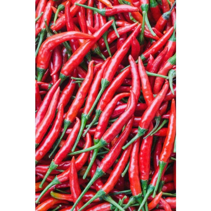 Peperoncino piccante di cayenna - Vaschetta 4 piantine