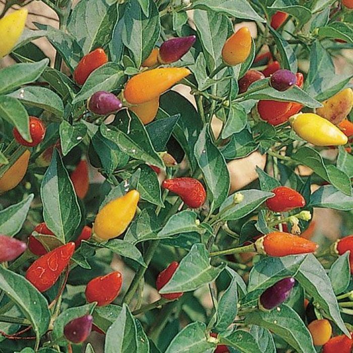 Pianta Di Peperoncino Fuoco della prateria