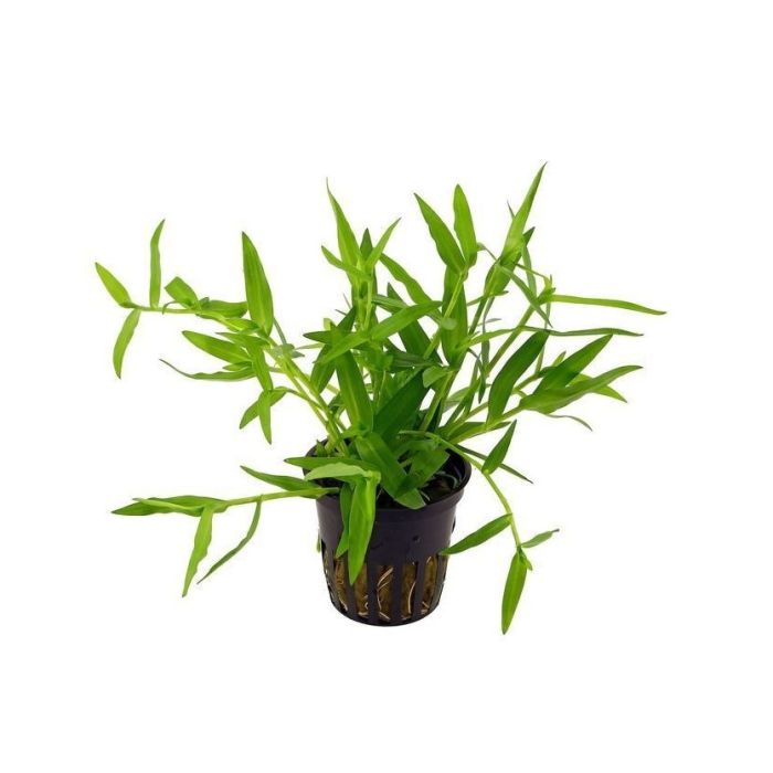 Persicaria praetermissa 'Rubra'