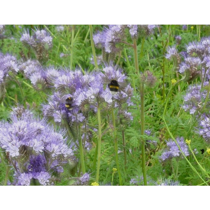 Sementi di Phacelia tanacetifolia 500gr - Pianta per le api