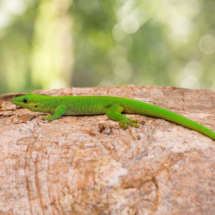 Phelsuma madagascariensis - Geco del madagascar