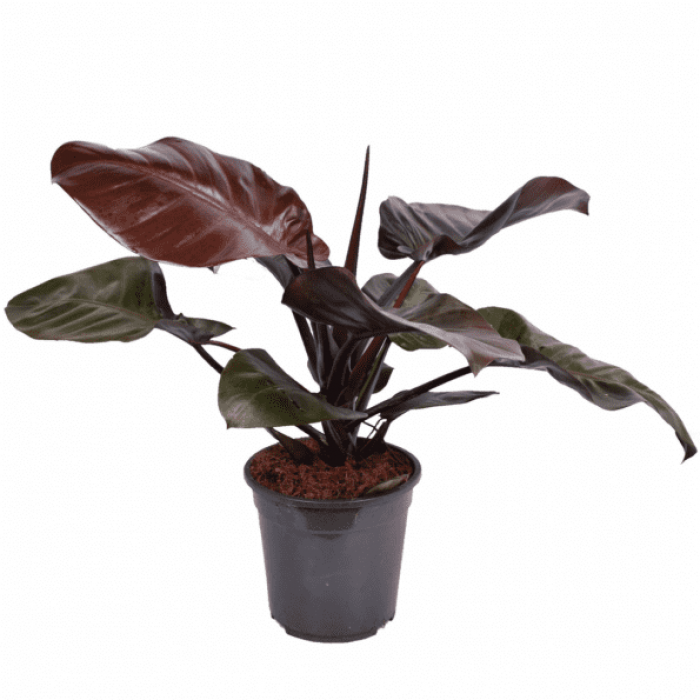 Philodendron Black Cardinal