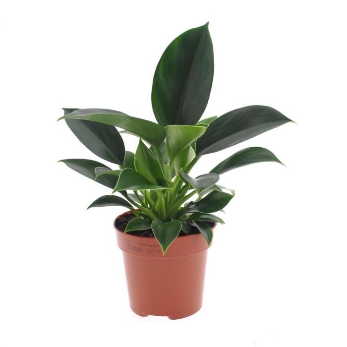 Philodendron 'Green Princess'