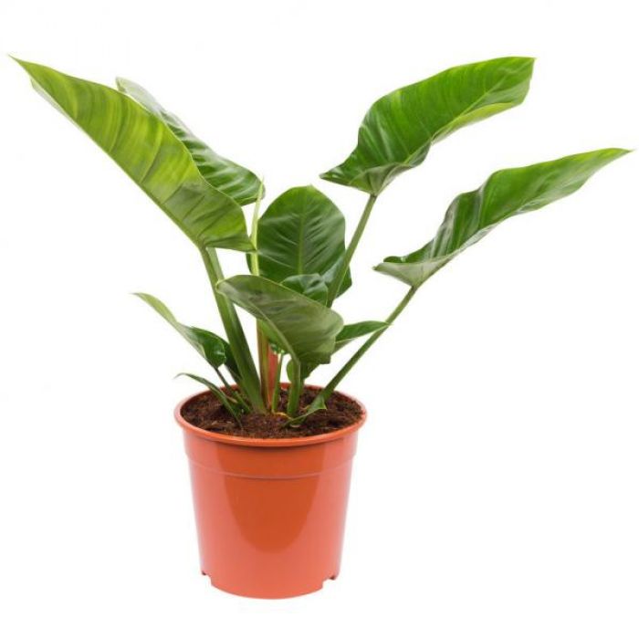 Philodendron 'Imperial Green'