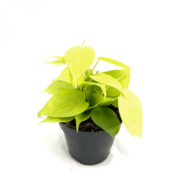 Philodendron scandens Micans Lime