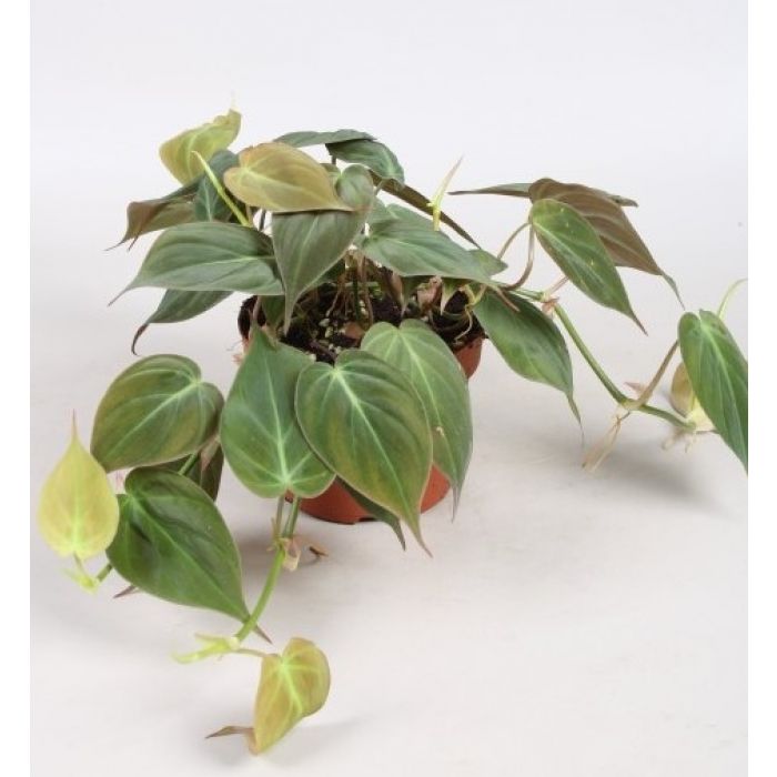 Philodendron scandens micans