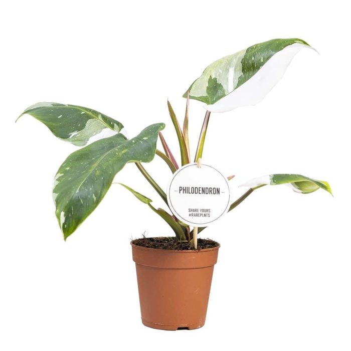 Philodendron White Princess