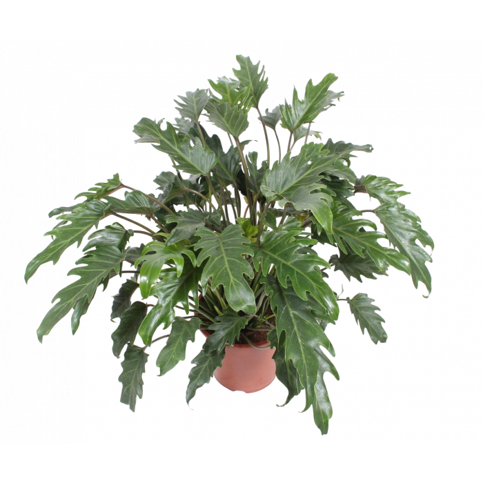 Philodendron xanadu 40cm