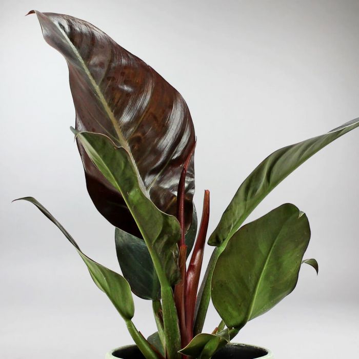 Philodendron Imperial Red Feel Green