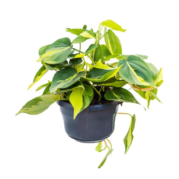 Philodendron scandens