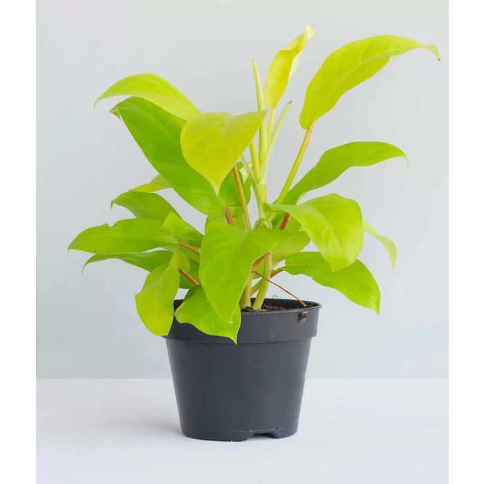 Philodendron Malay Gold