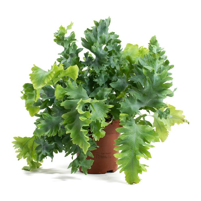 Phlebodium Aureum Davana