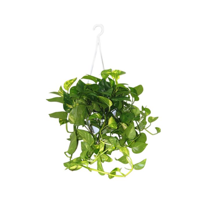 Pothos in basket sospeso