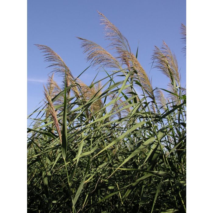 Phragmites australis