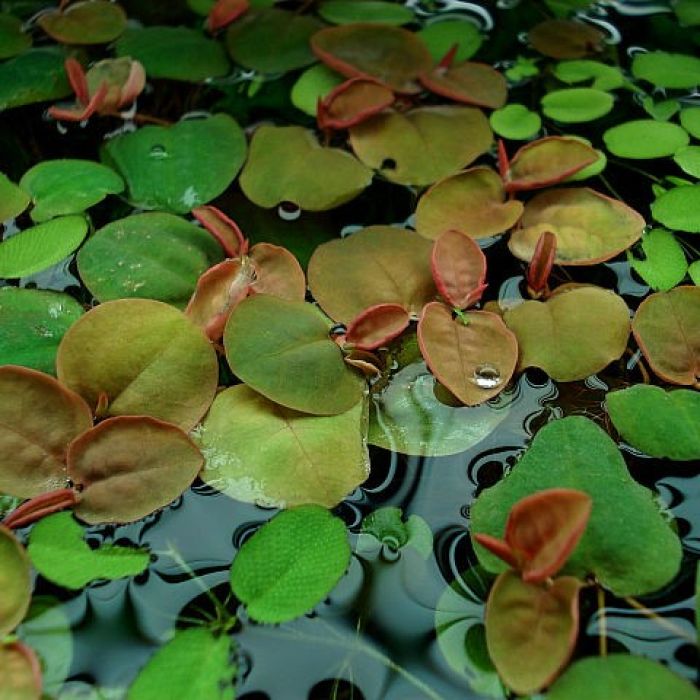 Phyllanthus fluitans