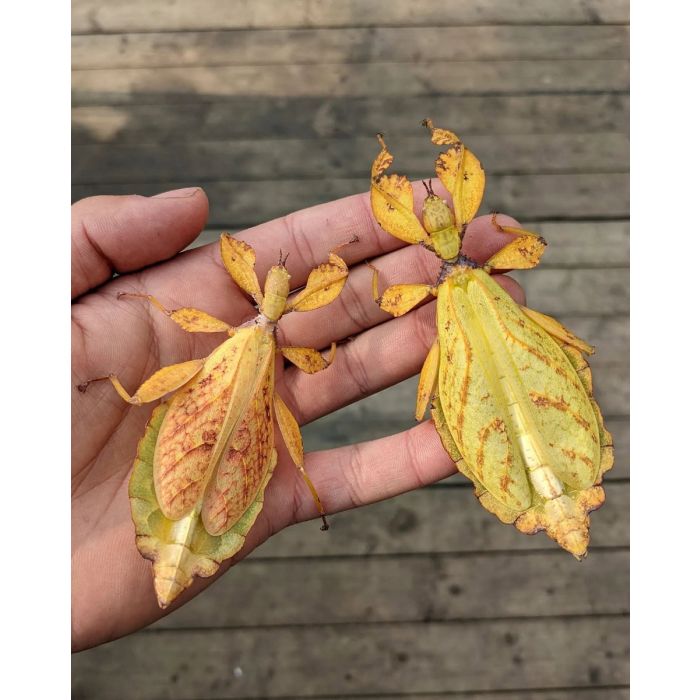 Phyllium tobeloense