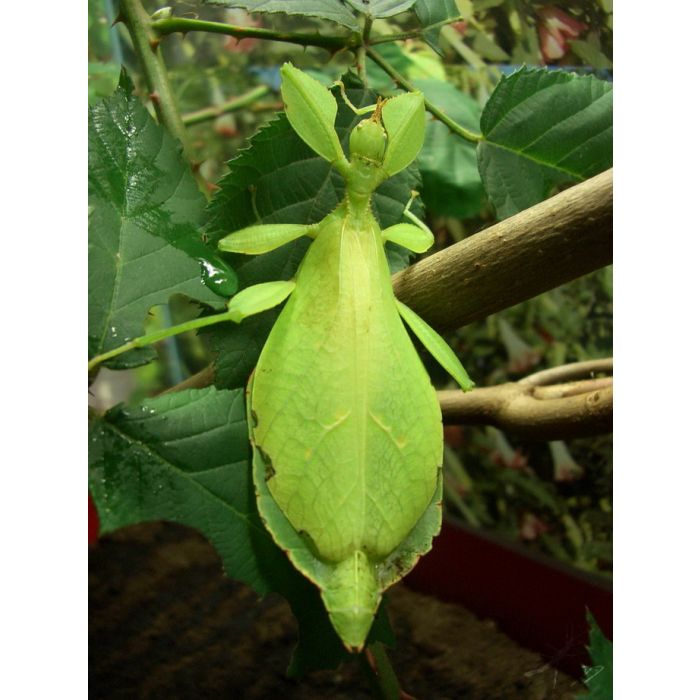 Phyllium Philippinicum 'insetto Foglia' Giovani