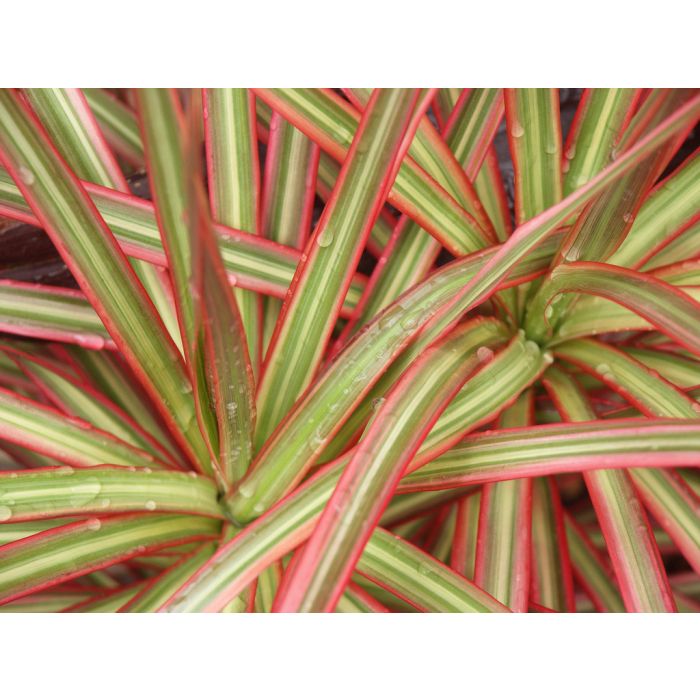 Dracaena Sp. Red