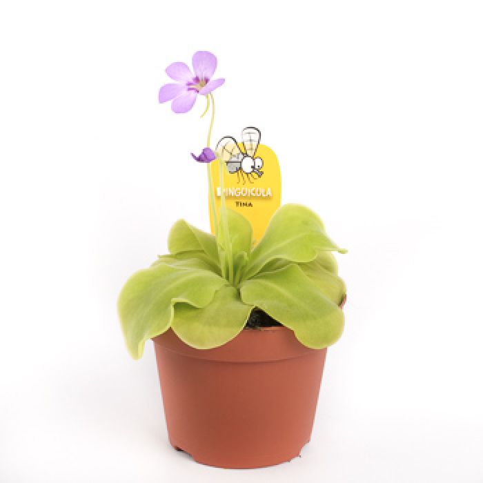 Pianta Carnivora Pinguicula 'tina'