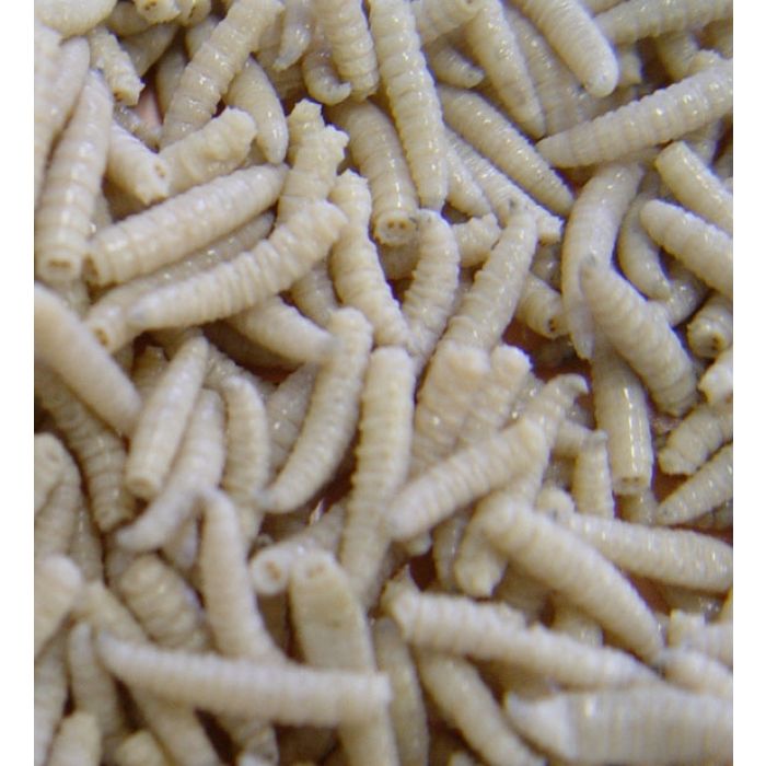 Pinkies Congelati - 450gr.