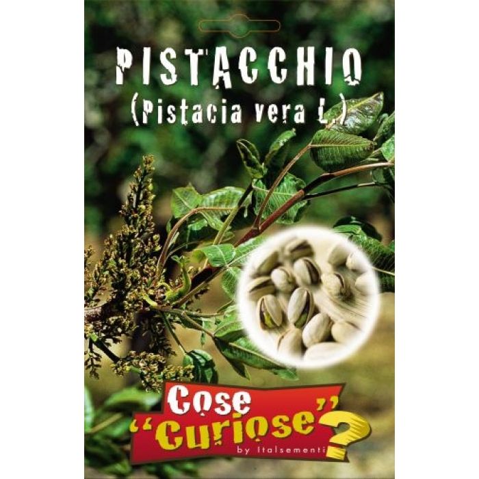 Semi Pianta di Pistacchio