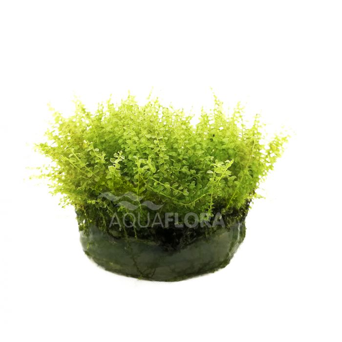 Plagiomnium affine in vitro 'Pearl Moss'