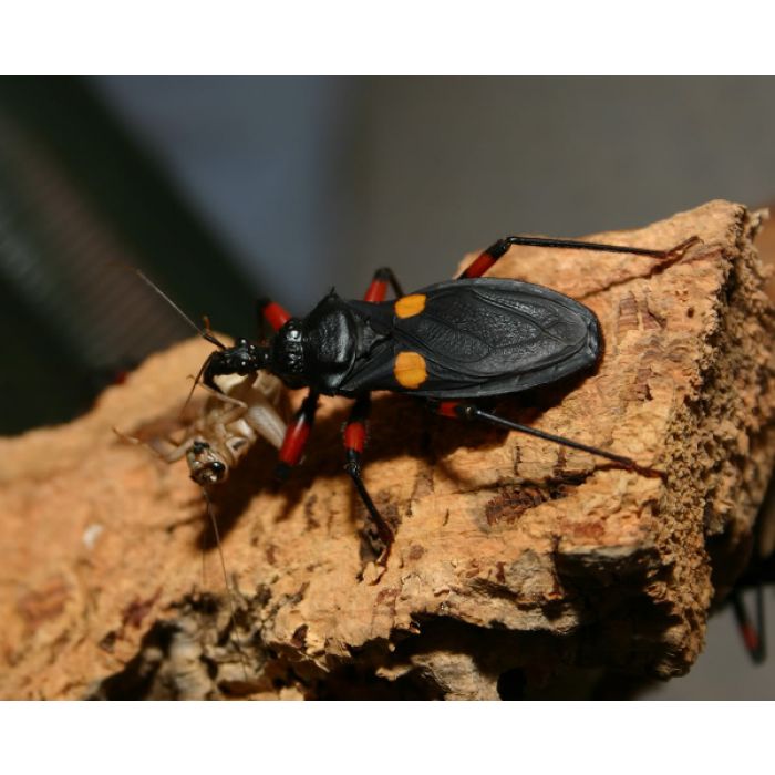 Platymeris Biguttatus "cimice Assassina Gigante Africana"