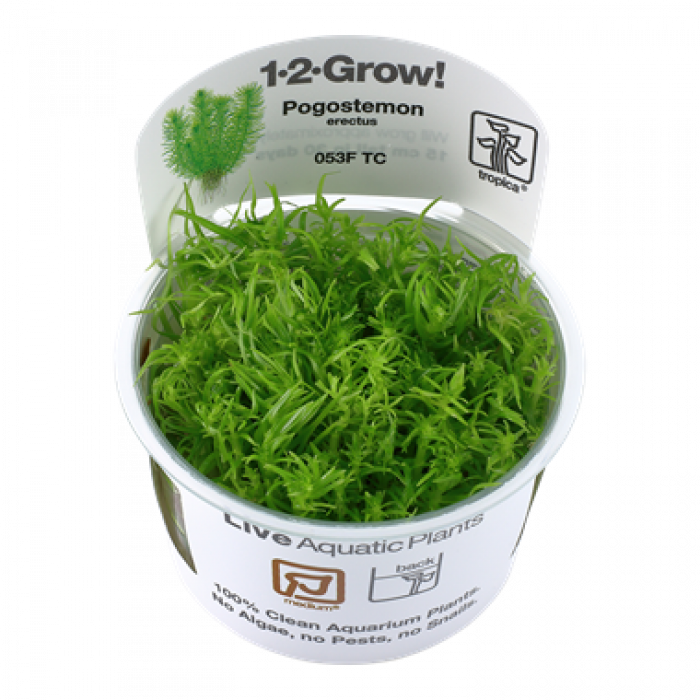 Tropica Pogostemon erectus 1-2-Grow!