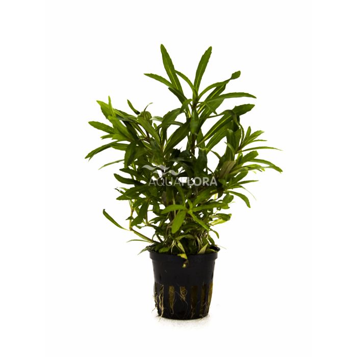 Aquaflora - Pogostemon quadrifolius (octopus)