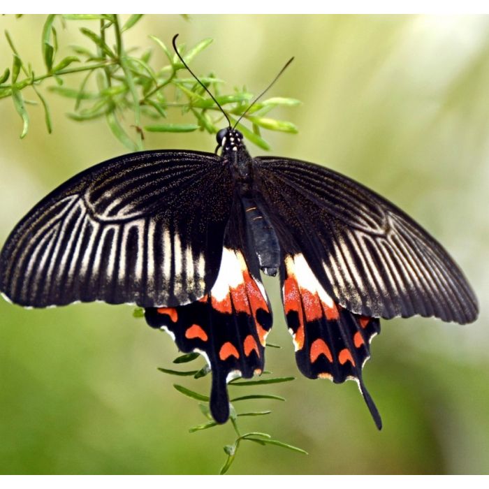 Papilio Polytes - 3 Pupe