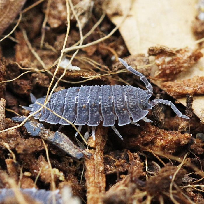 Porcellio echinatus - 10 pezzi
