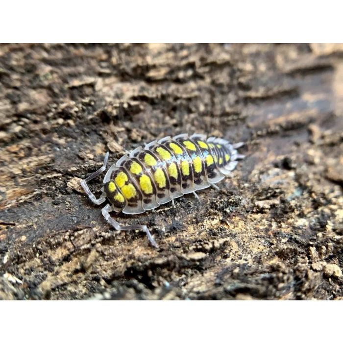 Porcellio haasi "High Yellow" - 10 pezzi