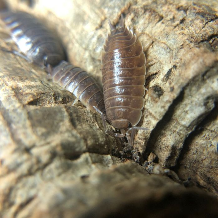 Porcellio laevis fuerteventura