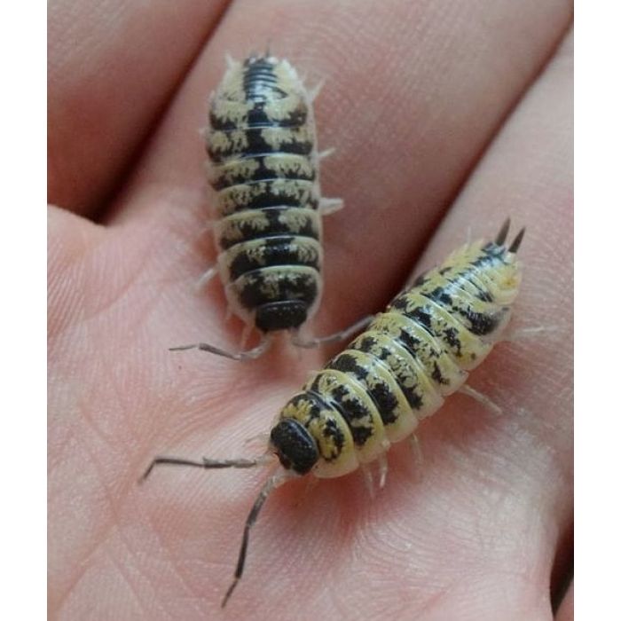 Porcellio ornatus “Yellow” - 10 pezzi